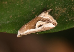 Rivula curvifera