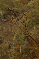 Koenigia alpina