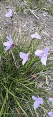 Patersonia occidentalis