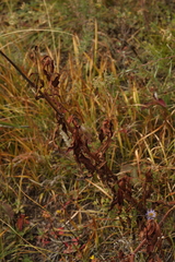 Koenigia alpina