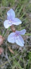 Patersonia occidentalis