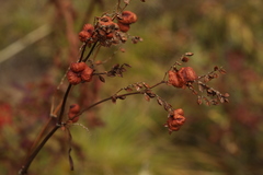 Koenigia alpina