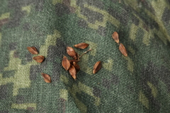 Koenigia alpina