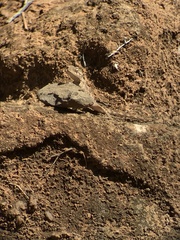 Agama bibronii
