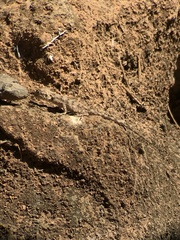 Agama bibronii