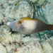 Fantail Filefish - Photo (c) David R, some rights reserved (CC BY-NC), uploaded by David R