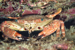 Goniosupradens hawaiensis