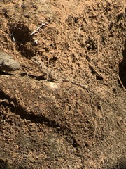 Agama bibronii