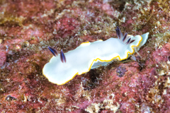 Ardeadoris scottjohnsoni