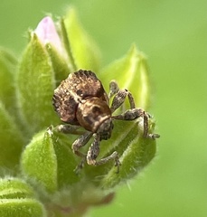 Hyperinae