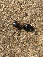Camponotus