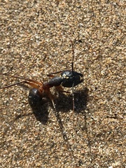 Camponotus