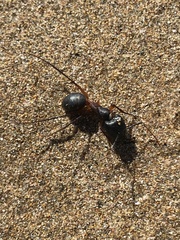 Camponotus