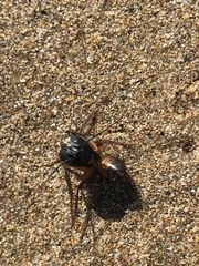 Camponotus
