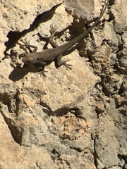 Quedenfeldtia moerens
