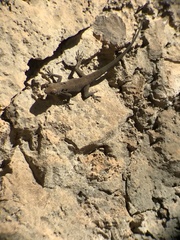 Quedenfeldtia moerens