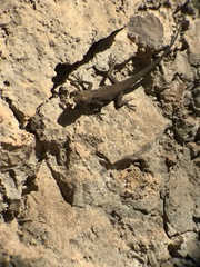 Quedenfeldtia moerens