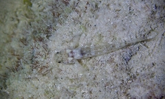 Gnatholepis knighti