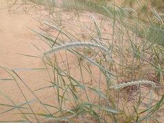 Agropyron dasyanthum