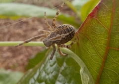 Stegodyphus sarasinorum