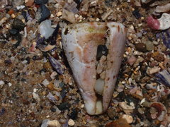 Conus capitaneus