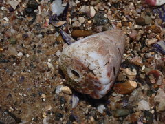 Conus capitaneus