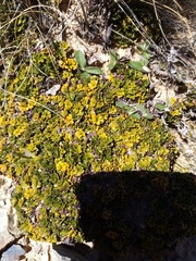 Azorella hydrocotyloides