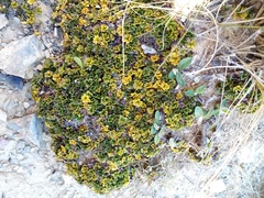 Azorella hydrocotyloides
