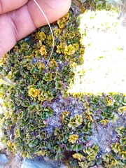 Azorella hydrocotyloides