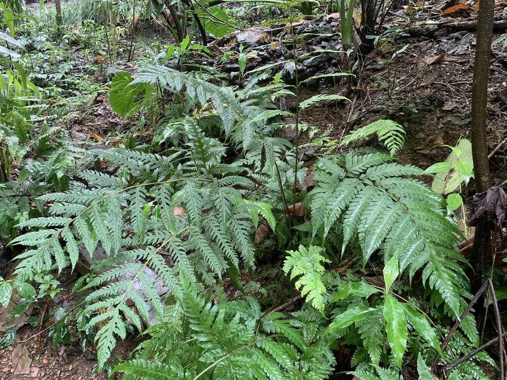 Tectaria subfuscipes (Tectaria subfuscipes)