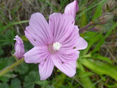 Sidalcea malviflora malviflora