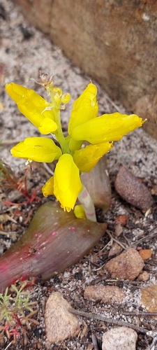 Lachenalia patentissima