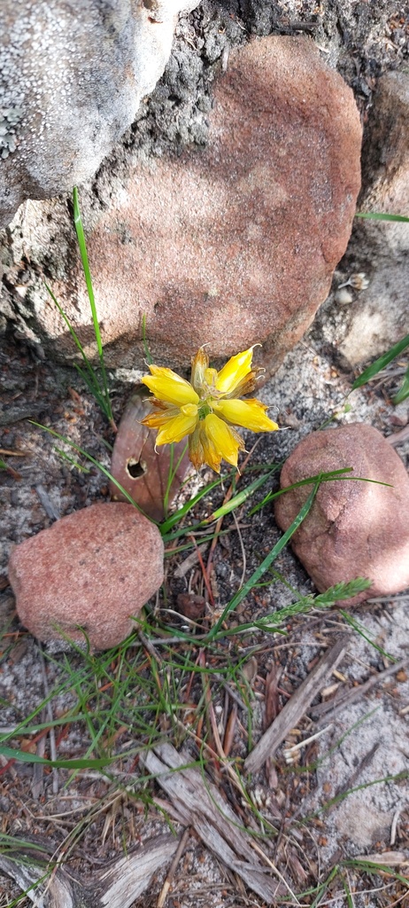 Lachenalia patentissima, Cape Point, Smitswinkelbay, Cape Town, South Africa