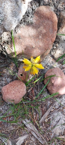 Lachenalia patentissima