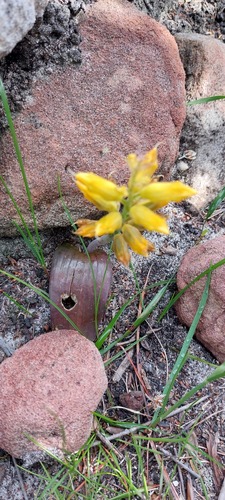 Lachenalia patentissima