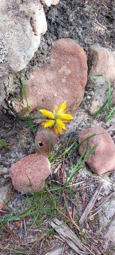 Lachenalia patentissima