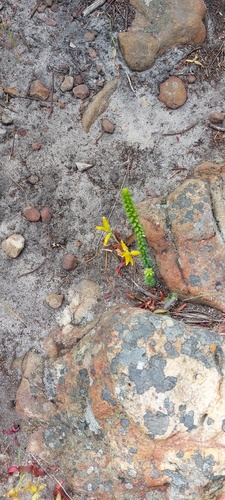 Lachenalia patentissima