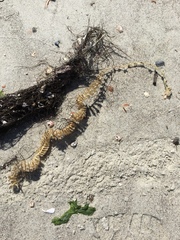 Sinistrofulgur sinistrum