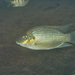 Blackchin Tilapia - Photo (c) David R, some rights reserved (CC BY-NC), uploaded by David R