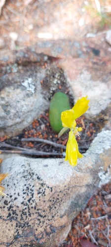 Lachenalia patentissima