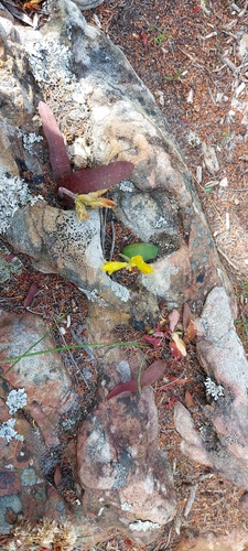 Lachenalia patentissima