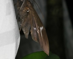 Ischyja ferrifracta