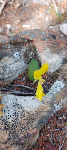 Lachenalia patentissima