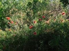 Melaleuca linearis linearis