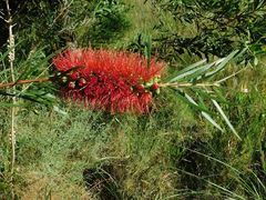 Melaleuca linearis linearis