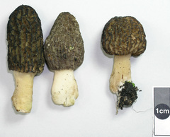 Morchella importuna