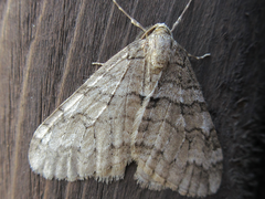 Operophtera relegata