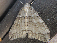 Operophtera relegata