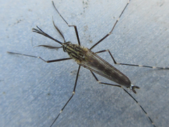 Aedes koreicus