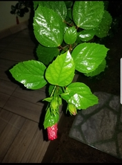 Angiospermae